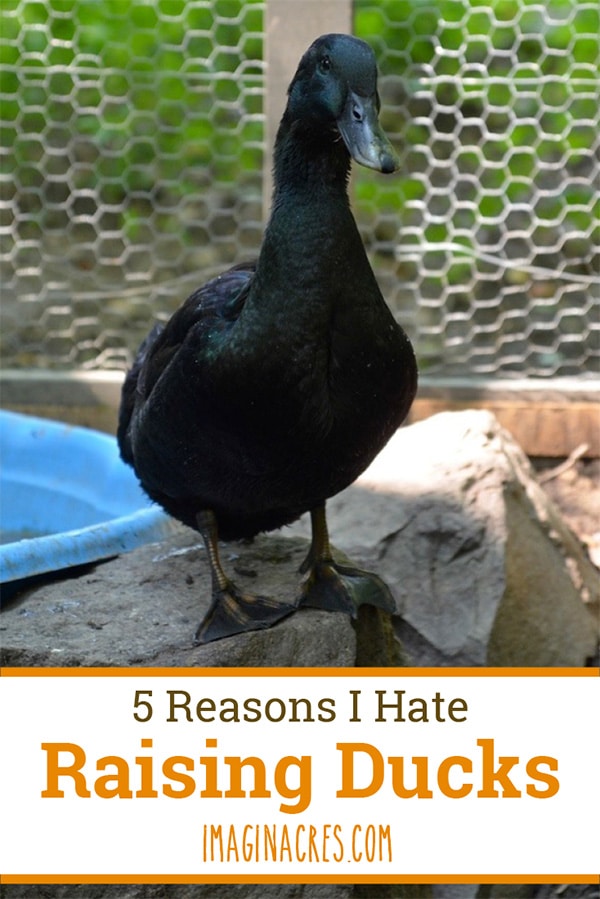 Are you thinking about adding ducks to your homestead? Like any livestock, ducks may not be a good fit for every situation. Here are some reasons I hate raising ducks.