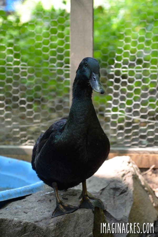 duck in the coop standing on a rock