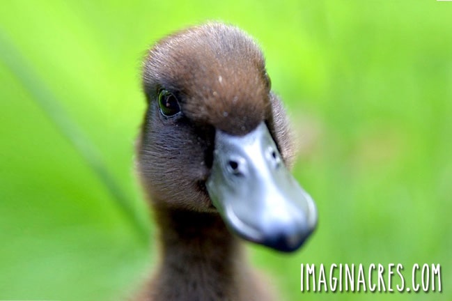 5 Reasons I Hate Raising Ducks
