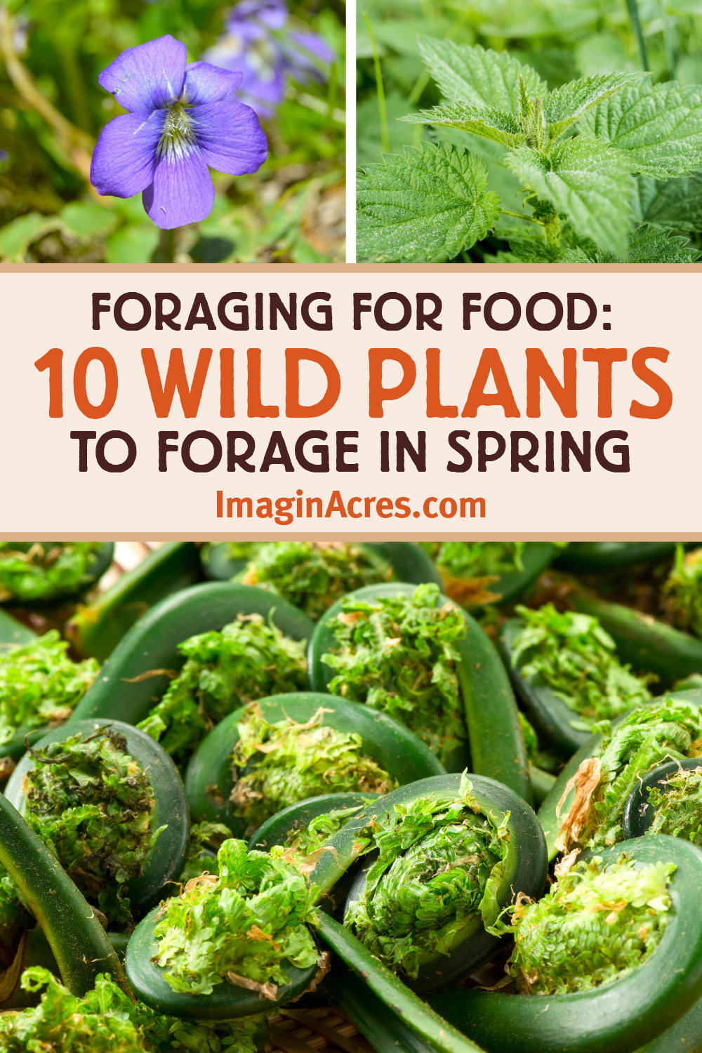 Wild violet, stinging nettle, and fiddleheads with text overlay that reads foraging for food 10 wild plants to forage in spring.