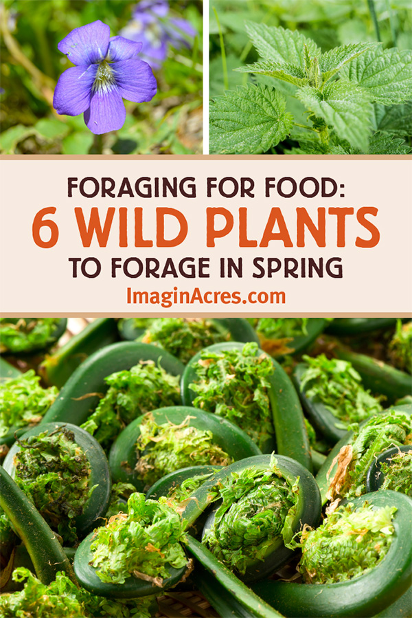 Some of the most productive and easily accessible wild edibles emerge in spring in New England. Edible wild plants are growing all around us, even in your own backyard. Read on to discover 6 wild plants to forage for in spring.
