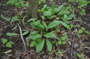 Foraging for ramps is one of our favorite spring time activity! This stinky but delicious crop only comes but once a year!