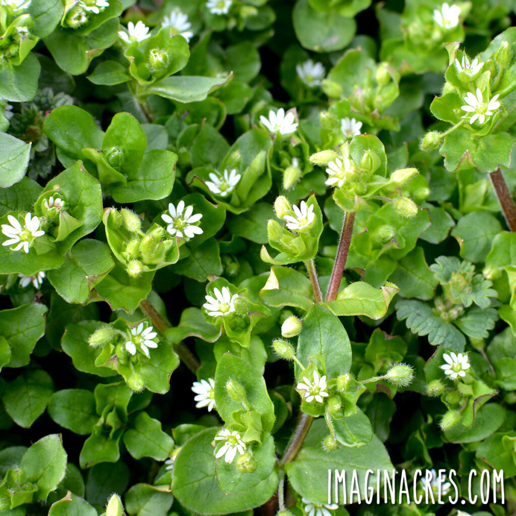 A patch of chickweed growing in the garden.