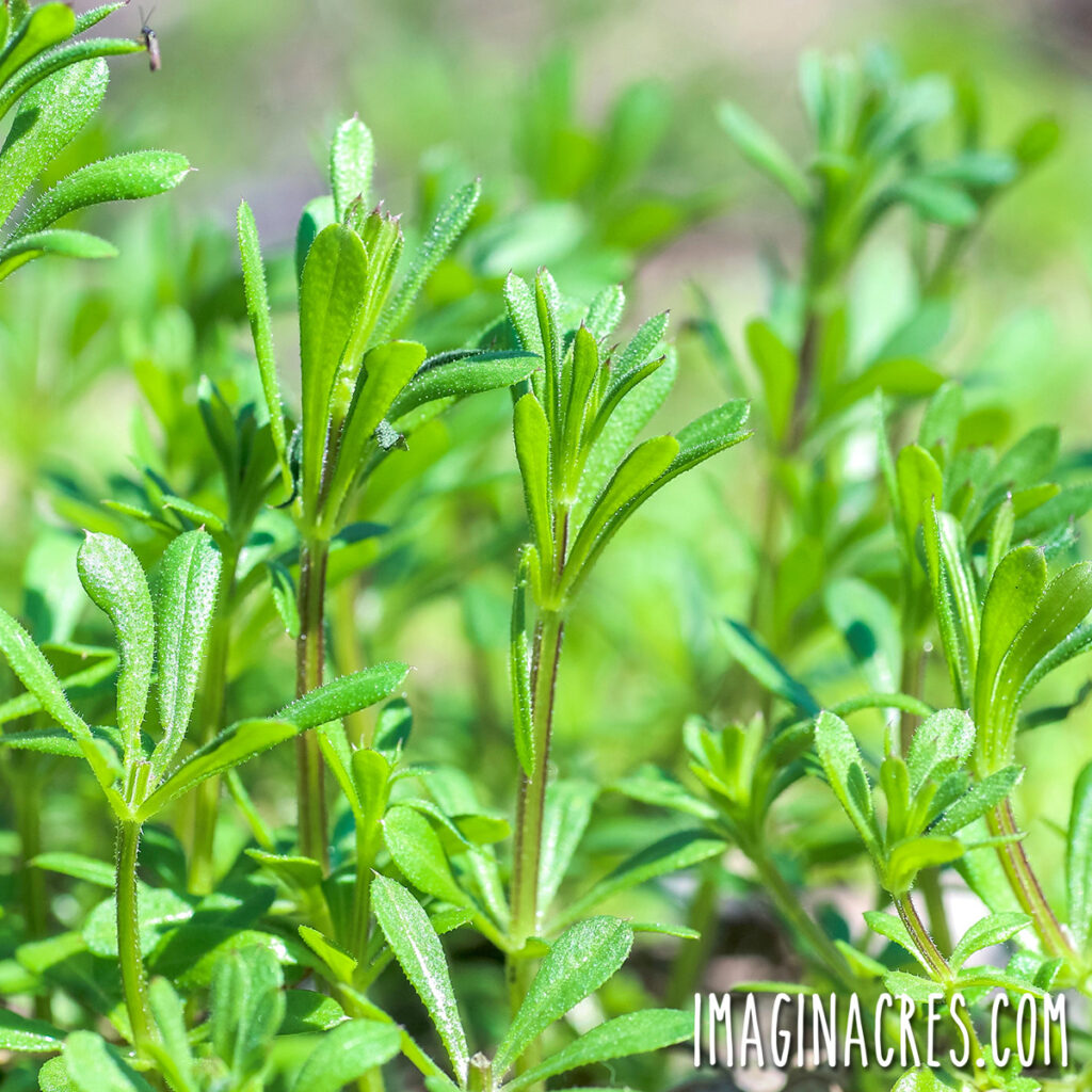 Cleavers in the garden.