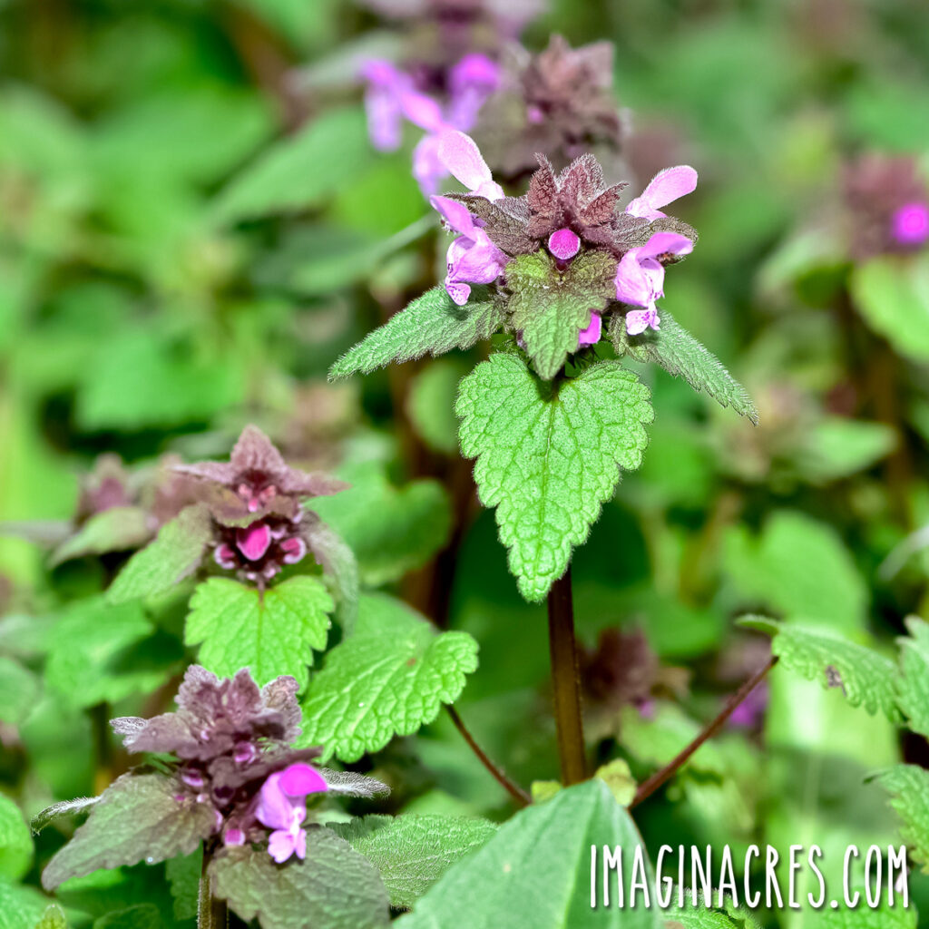 Close up of purple dean nettle.