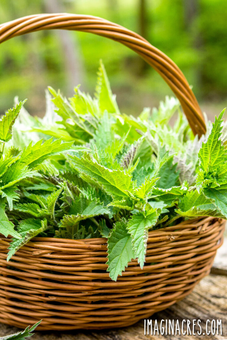 A harvest basket of foraged stinging nettle on a stump.
