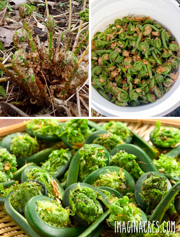 collage of fiddlehead images including the plant itself, harvest in a bucket, and closeup after cleaning