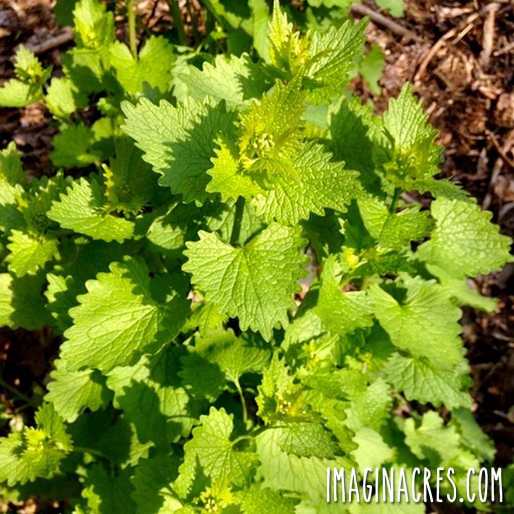 Wild mustard growing along the woods.
