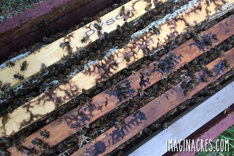 closeup of the bee nuc frames