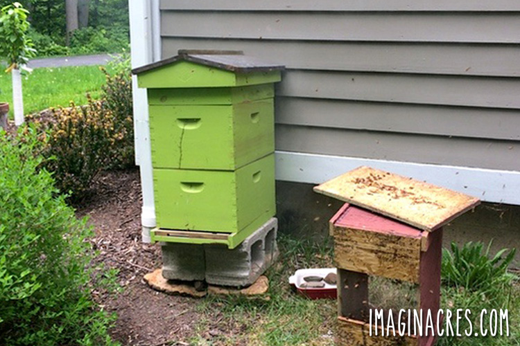 green bee hive next to a house