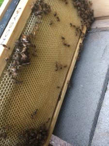 Our experience installing a bee nuc was interesting, beautiful, and scary all at once.