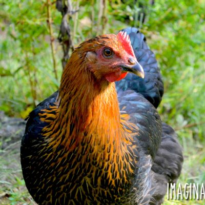 6 Steps to Train Chickens to Come When Called