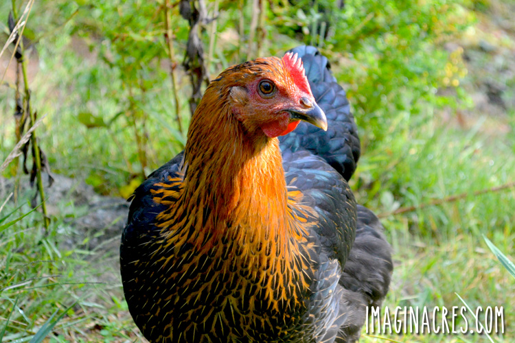 6 Steps to Train Chickens to Come When Called - ImaginAcres