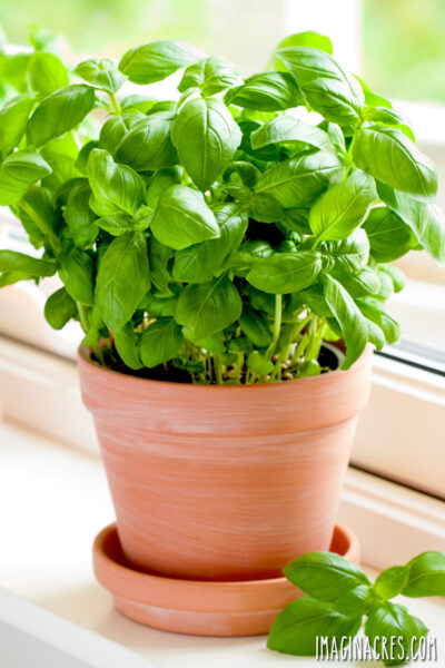 Basil plant in terracotta pot on a windowsill.