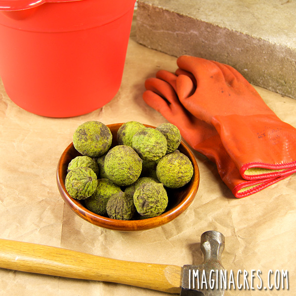 bowl of green hulled black walnuts, hammer, brick, orange bucket and gloves.
