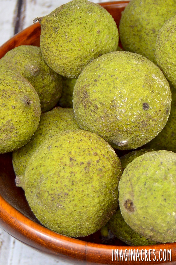 Do you have black walnut trees nearby? See how to take advantage of this foraged food by learning when to harvest and how to hull, cure, and store black walnuts.