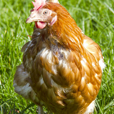 Caring for Molting Chickens