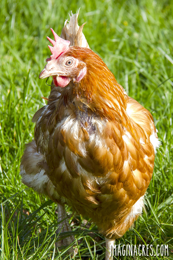 Molting is a natural process birds go through where they lose their old feathers and grow in new ones. Here are tips to help you understand what is happening and how to care for molting chickens.