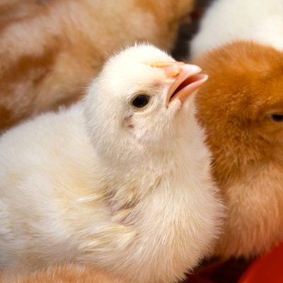 The better prepared you are for the chicks arrival, the greater chance of success you will have at raising them into adulthood. Here are 5 things to arrange before bringing baby chicks home.