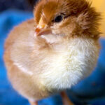 A day-old brown and white baby chick standing on a royal blue towel.