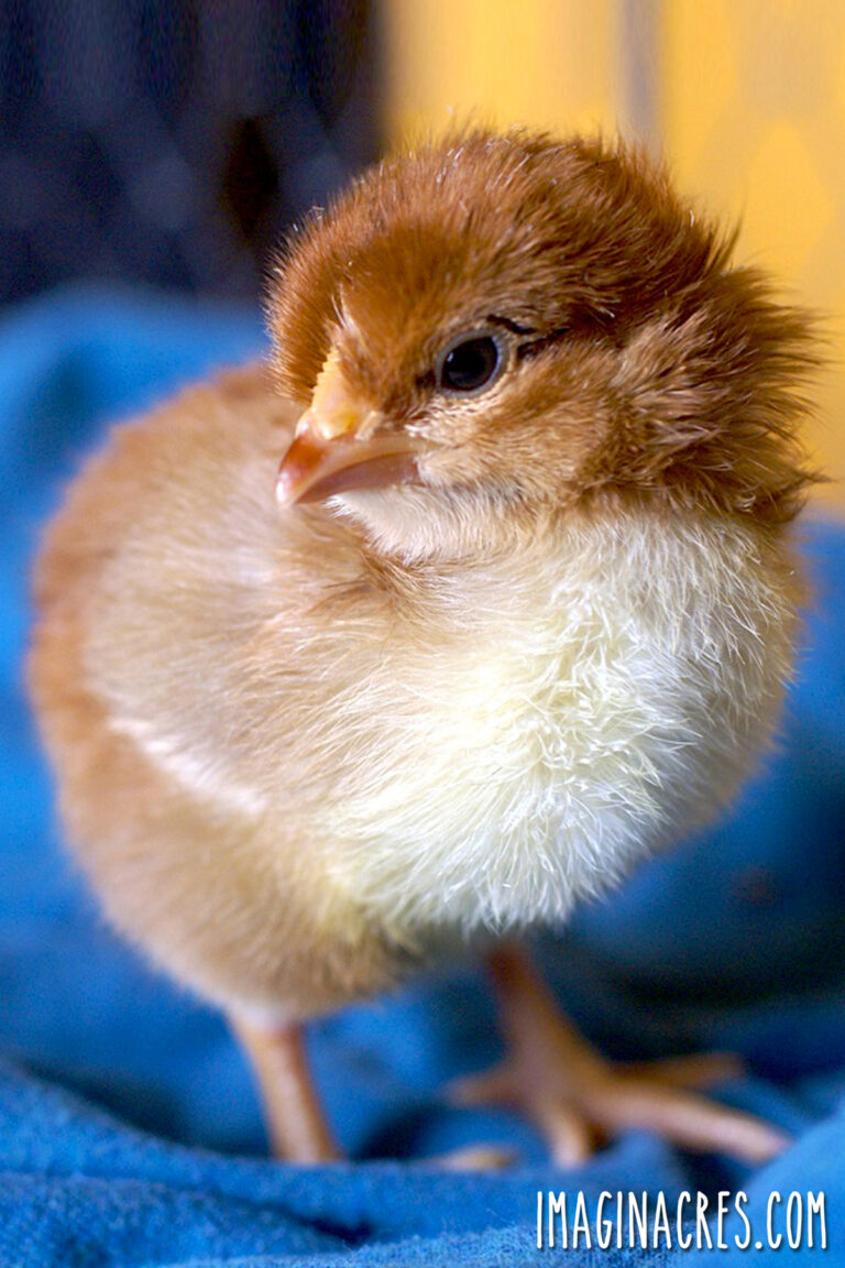 A day-old brown and white baby chick standing on a royal blue towel.
