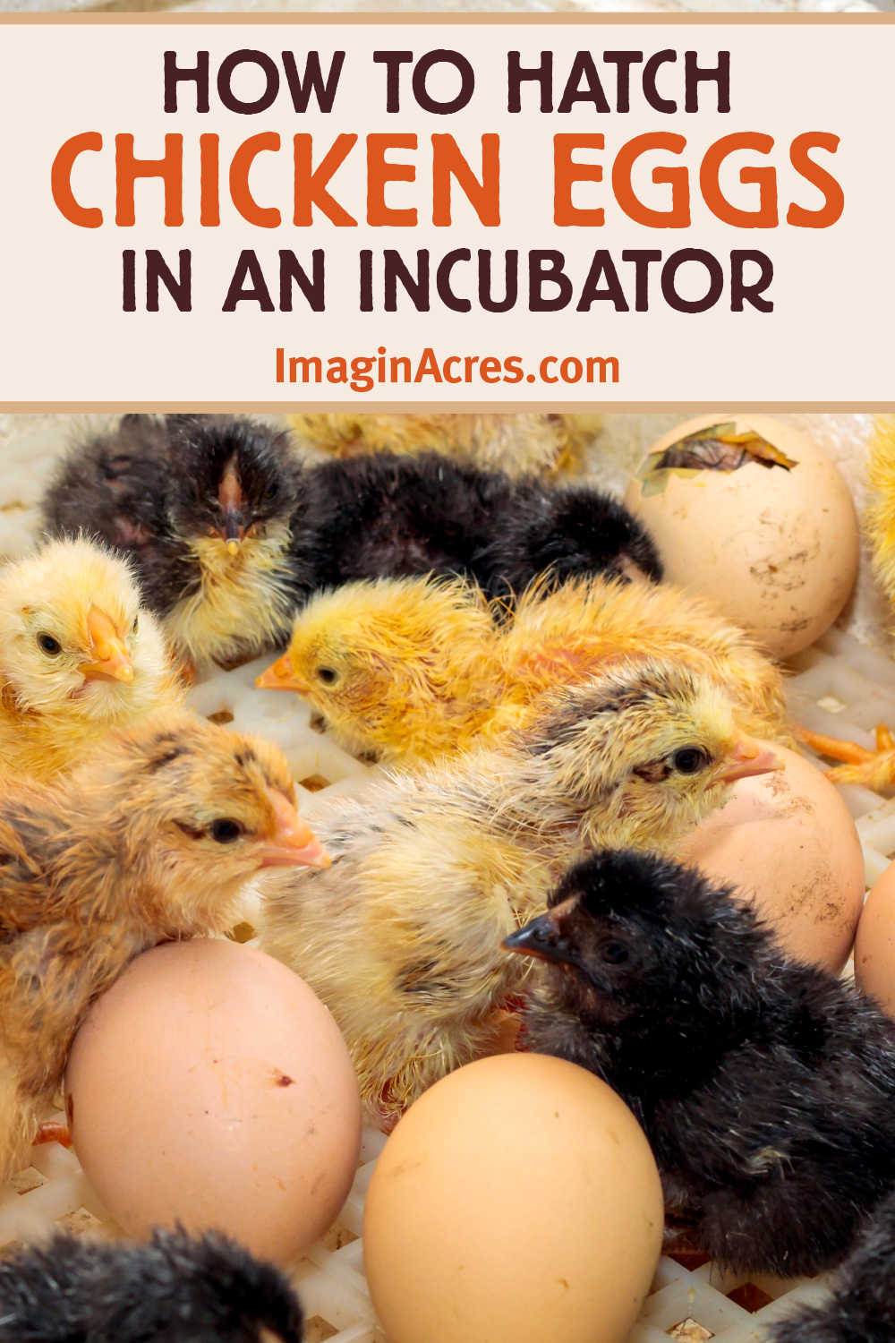 An incubator filled with eggs and a newly hatched black and yellow chick, with text overlay that reads incubating eggs: how to gatch chicken eggs using an incubator.