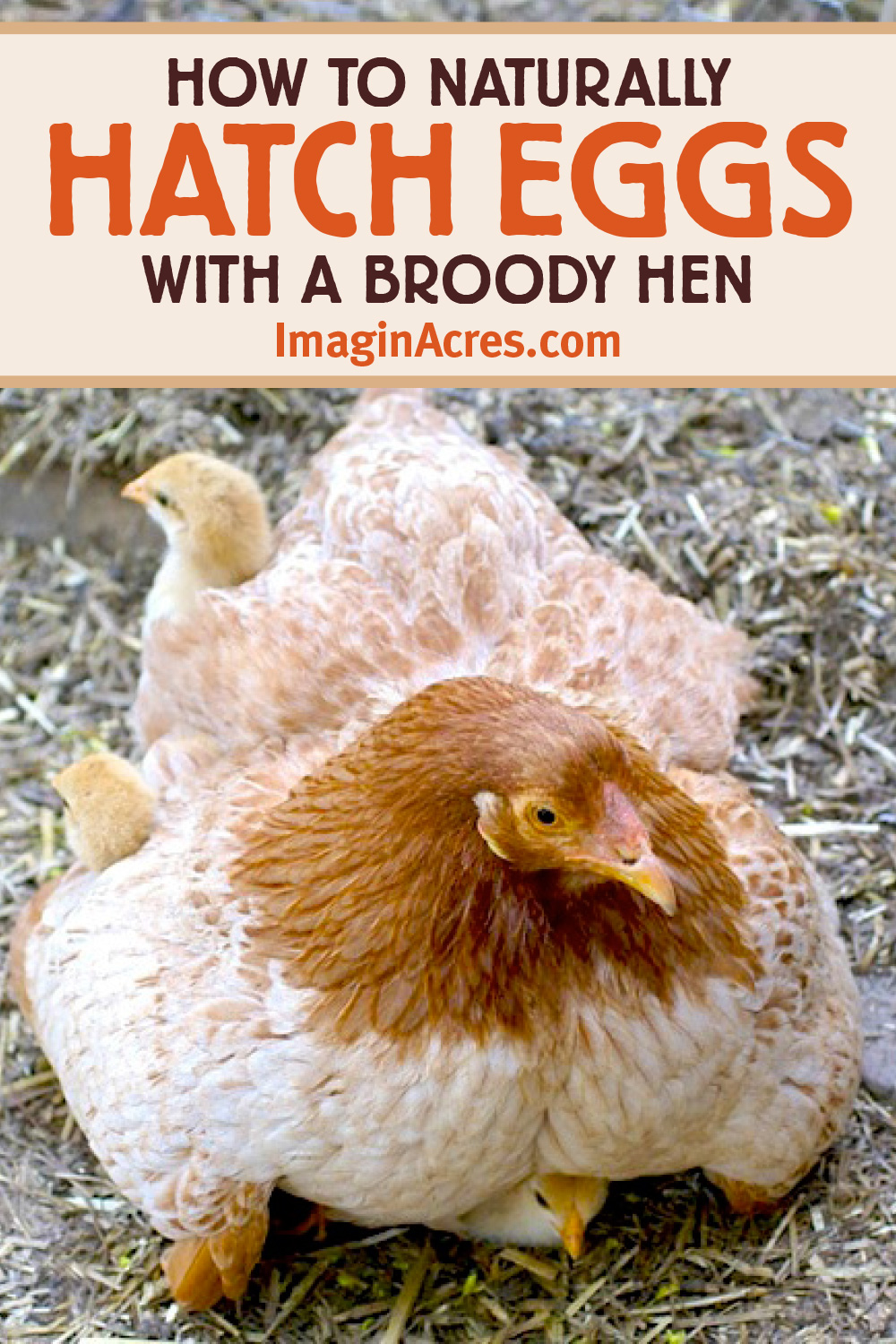 Mother hen with her chicks beneath her and text that reads how to hatch eggs With a broody hen.