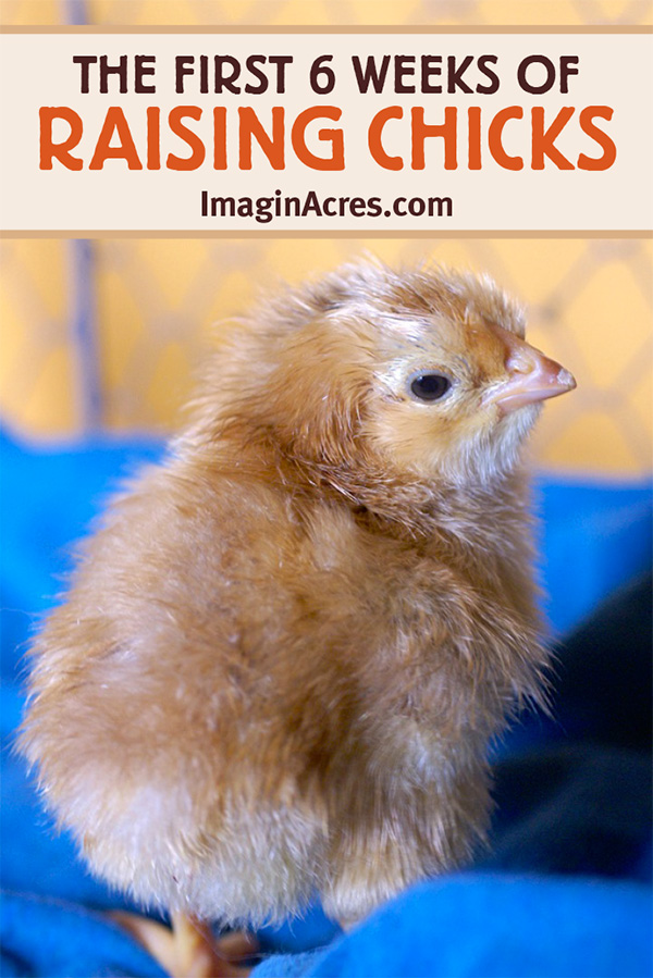 Raising chicks is a fun and rewarding project for anyone but for a homesteader, it’s also a necessity. Those baby chicks are needed for eggs, meat, and garden fertilizer. Taking proper care of them during the first 6 six weeks is crucial.