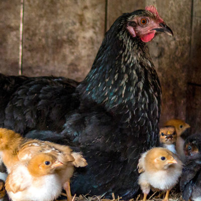 How to Hatch Eggs with a Broody Hen