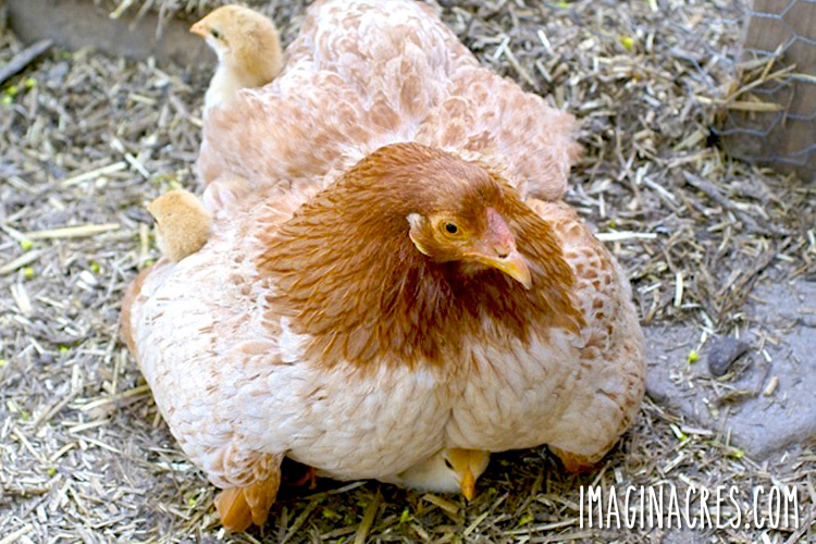 broody hen with chicks peeking out from under her