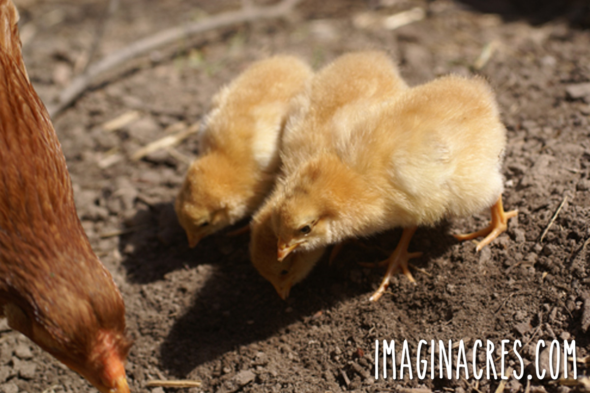 Three young chicks following their mother hen as she digs in the dirt for food.