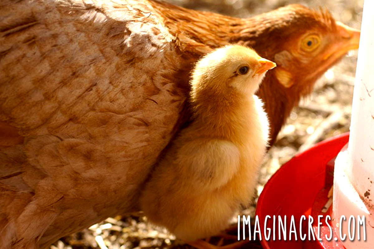 Mother hen and her chick drinking water together from a waterer in the coop.