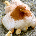 Brown and tan mother hen sheltering several newly hatched chicks beneath her wings.