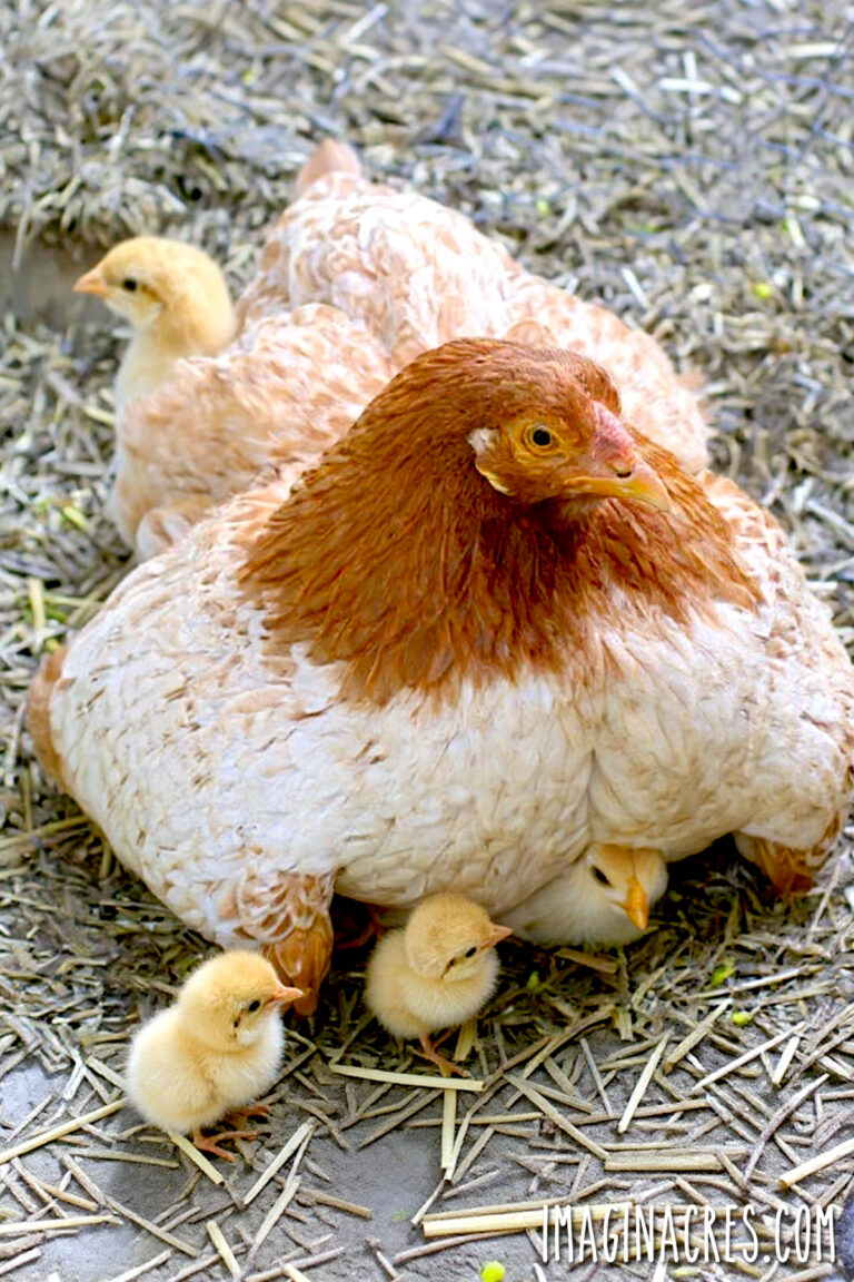Brown and tan mother hen sheltering several newly hatched chicks beneath her wings.