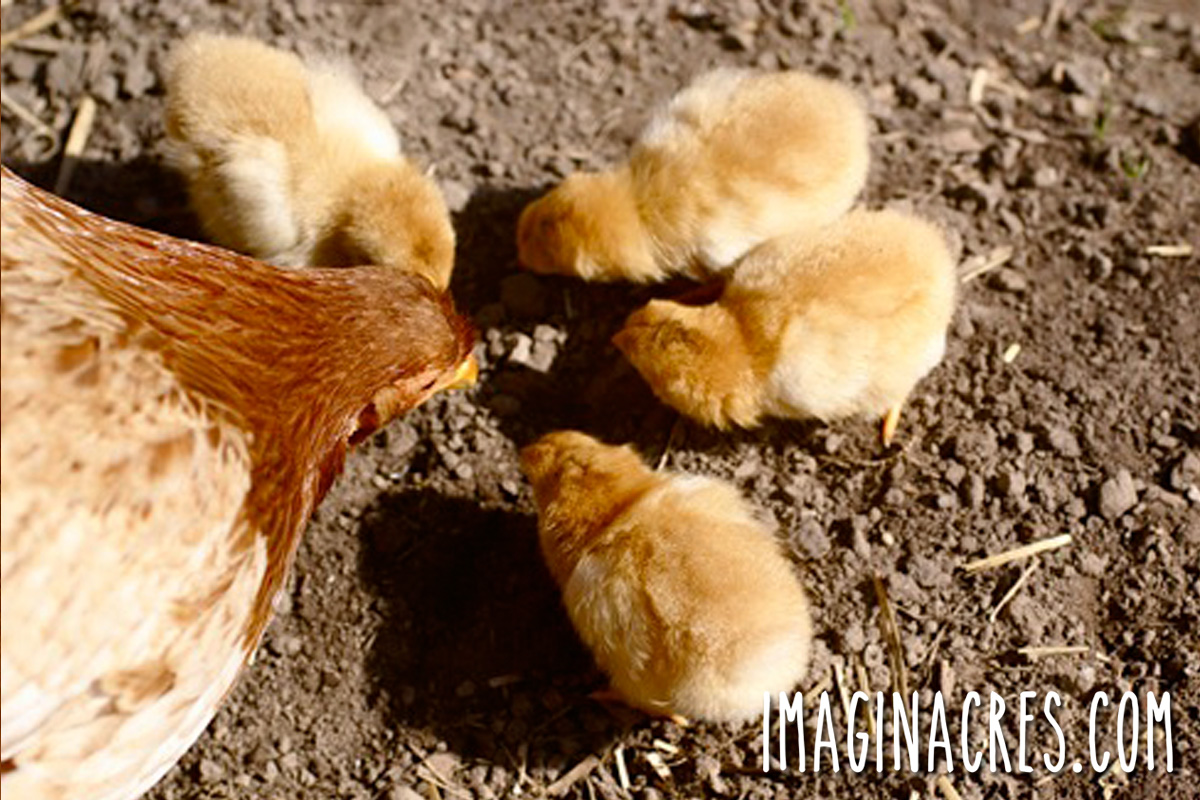 Broody hen teaching her chicks to forage by pecking and scratching in the dirt.