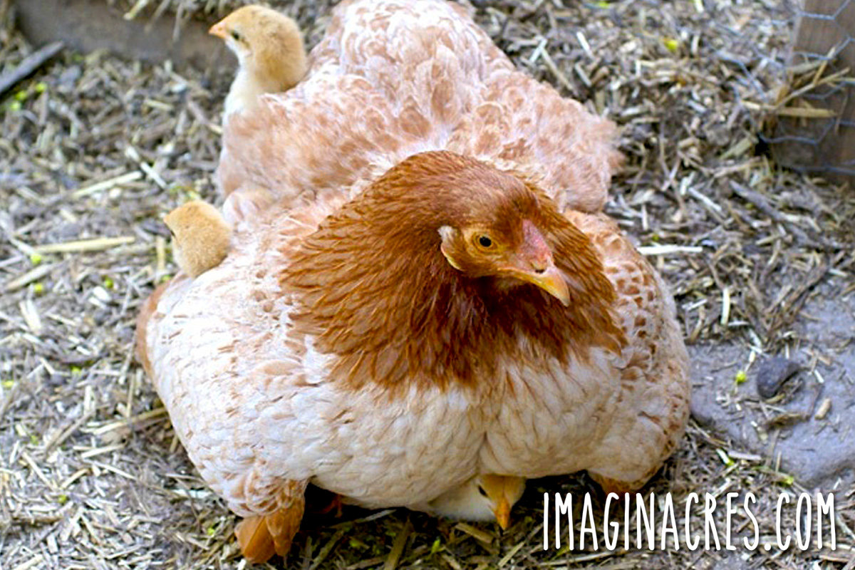 Broody hen outdoors with her chicks tucked underneath her for warmth and protection.