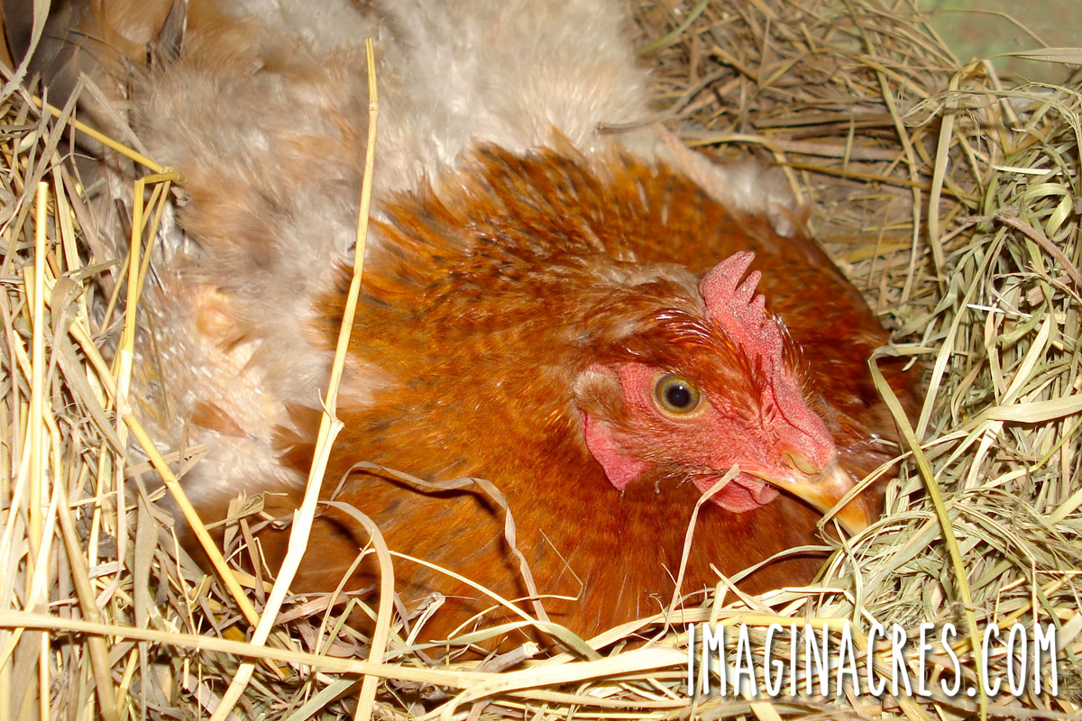 Broody brown and tan hen sitting on her nest, incubating a clutch of eggs.