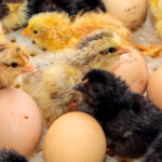 An incubator filled with chicken eggs and a newly hatched black and yellow chick resting among the shells.