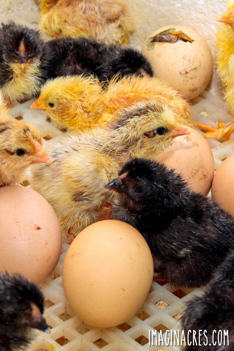 An incubator filled with chicken eggs and a newly hatched black and yellow chick resting among the shells.