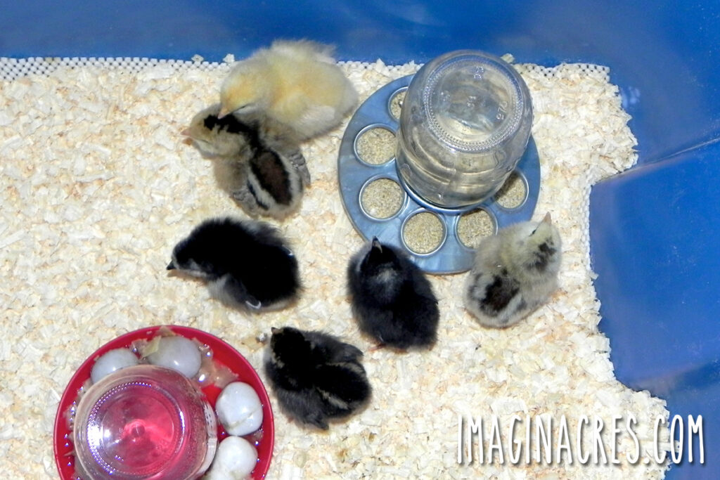 Baby chicks in a pine-shavings brooder with a chick waterer and feeder visible.