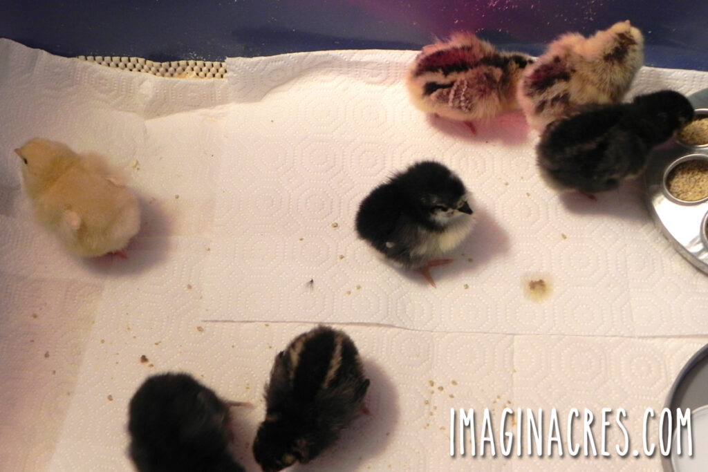 A group of day-old chicks standing on paper towels inside a brooder during their first day home.