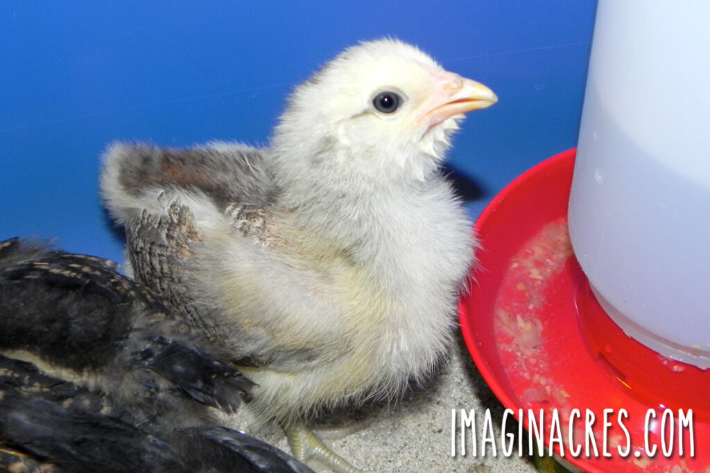 A white and grey baby chick drinking from a waterer inside a warm brooder.