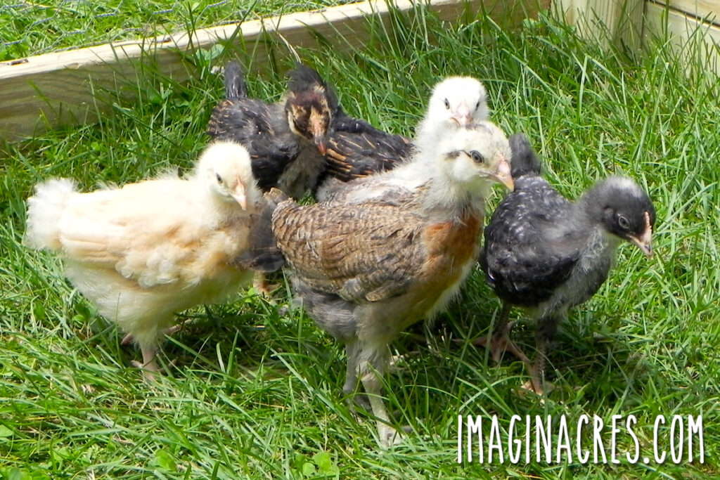 Slightly older, partially feathered pullets exploring fresh grass outdoors in a chicken pen.