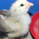 A white and grey baby chick drinking from a waterer inside a warm brooder.