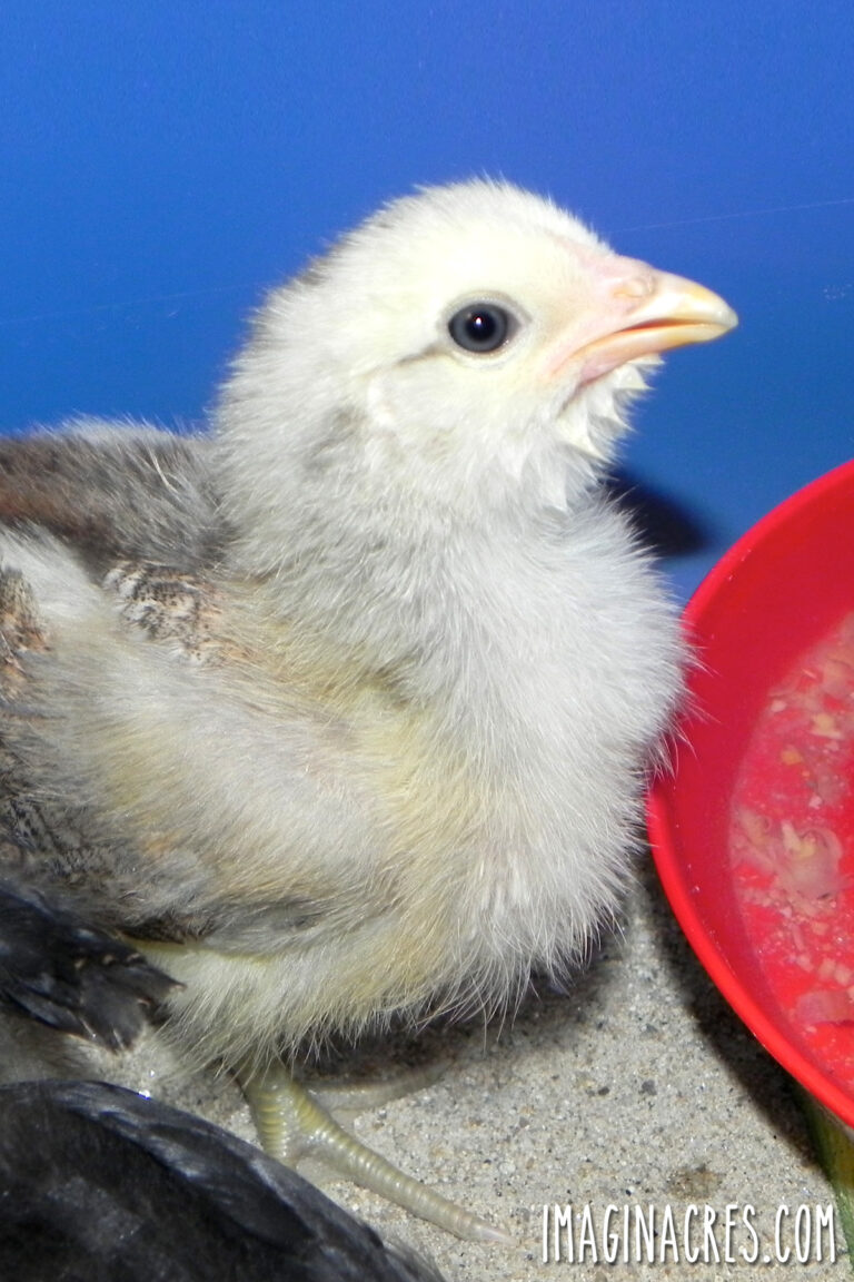 A white and grey baby chick drinking from a waterer inside a warm brooder.