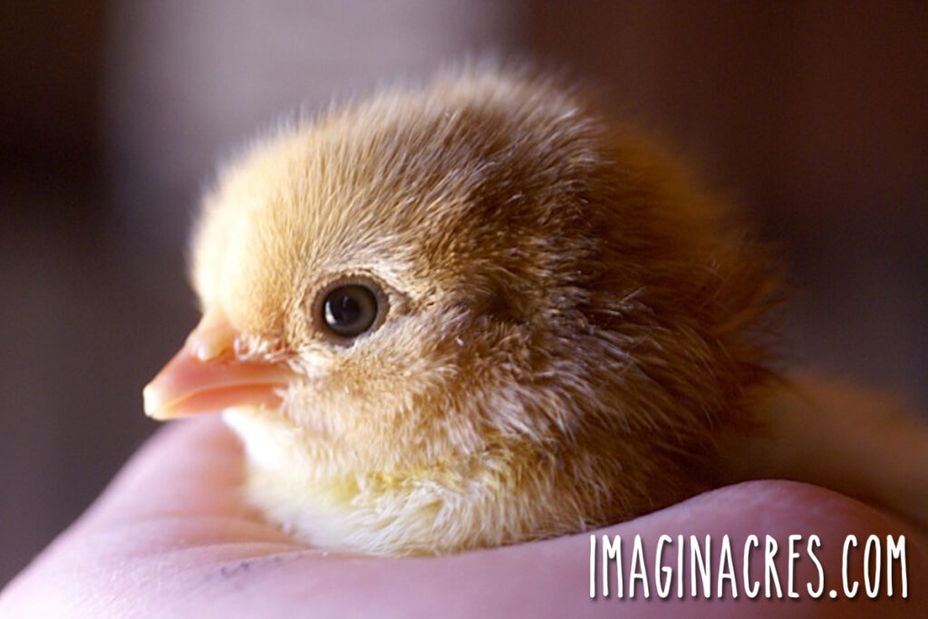 A close-up of a hand gently holding a small baby chick during handling and bonding time.