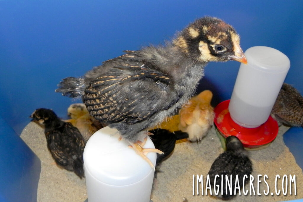 A curious chick perched on top of a chick waterer inside the brooder.