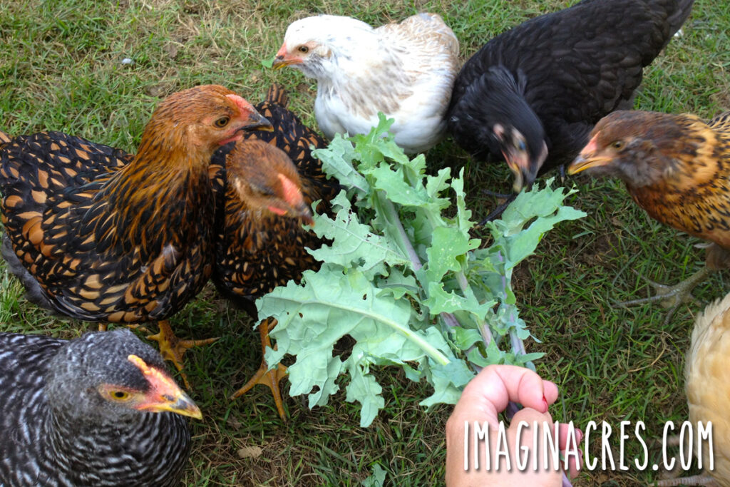 A flock of young pullets enjoying fresh harvested greens from the garden.