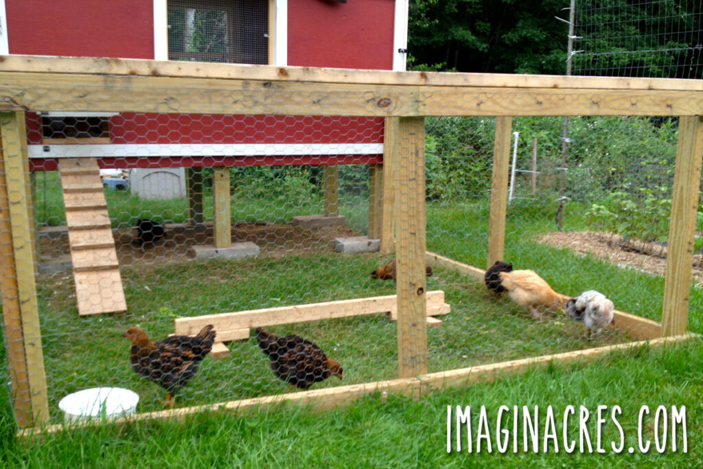 A small group of young pullets walking around and exploring their new outdoor chicken pen.