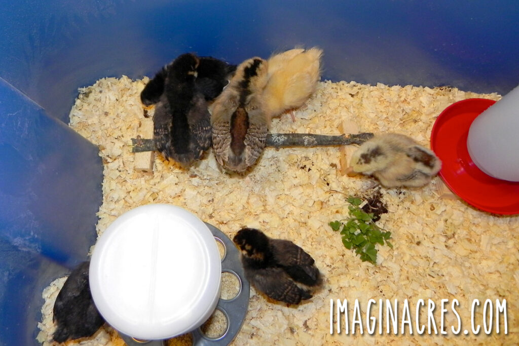oung chicks exploring a small roosting bar and picking at a chunk of grass in their brooder.